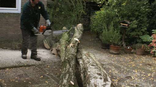 bomen rooien Brunsum